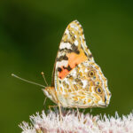 Butterfly's